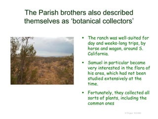 The Parish brothers also described
themselves as ‘botanical collectors’
 The ranch was well-suited for
day and weeks-long trips, by
horse and wagon, around S.
California.
 Samuel in particular became
very interested in the flora of
his area, which had not been
studied extensively at the
time.
 Fortunately, they collected all
sorts of plants, including the
common ones
© Project SOUND
 