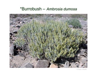 © Project SOUND
*Burrobush – Ambrosia dumosa
 