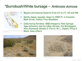 © Project SOUND
*Burrobush/White bursage – Ambrosia dumosa
http://ucjeps.berkeley.edu/eflora/eflora_displa
y.php?tid=823
©1998 Larry Blakely ©2004 Steven Perkins
 Mojave and Sonoran Deserts from CA to UT, AZ and NM
 Gentle slopes, bajadas, dunes to 3000 ft. in Creosote
Bush Scrub, Joshua Tree Woodland
 Collected by Parishes, 1880 (Hesperia; Palm Springs;
Agua Caliente); also by LeRoy Abrams, the Brandegees,
Alice Eastwood, Roxana S. Ferris, W. L. Jepson, Philip A.
Munz, many others
 