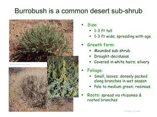 © Project SOUND
Burrobush is a common desert sub-shrub
 Size:
 1-3 ft tall
 1-3 ft wide; spreading with age
 Growth form:
 Mounded sub-shrub
 Drought-deciduous
 Covered in white hairs; silvery
 Foliage:
 Small, leaves; densely packed
along branches in wet season
 Pale to medium green; resinous
 Roots: spread via rhizomes &
rooted branches
©2004 Heath McAllister
 