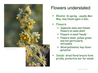 © Project SOUND
Flowers understated
 Blooms: In spring - usually Mar-
May; may bloom again in Dec.
 Flowers:
 Separate male and female
flowers on same plant
 Flowers in small ‘heads’
 Flowers small, yellow-green
and not particularly
noticeable
 Wind-pollinated; hay-fever
potential
 Seeds: dried floral bracts form
prickly, protective bur for seeds
©2008 Steve Matson
 