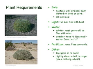 © Project SOUND
Plant Requirements  Soils:
 Texture: well-drained; best
planted on slope or berm
 pH: any local
 Light: full sun; fine with heat
 Water:
 Winter: most years will be
fine with rains
 Summer: none to occasional –
Water Zone 1 or 1-2
 Fertilizer: none; likes poor soils
 Other:
 Inorganic or no mulch
 Lightly shear in fall to shape
(like a nibbling rabbit)
©1995 Saint Mary's College of California
©2010 Neal Kramer
 