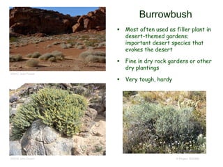 © Project SOUND
Burrowbush
 Most often used as filler plant in
desert-themed gardens;
important desert species that
evokes the desert
 Fine in dry rock gardens or other
dry plantings
 Very tough, hardy
©2012 Jean Pawek
©2016 John Doyen
 