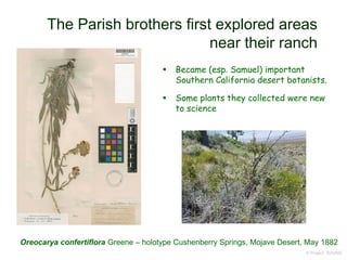 The Parish brothers first explored areas
near their ranch
 Became (esp. Samuel) important
Southern California desert botanists.
 Some plants they collected were new
to science
© Project SOUND
Oreocarya confertiflora Greene – holotype Cushenberry Springs, Mojave Desert, May 1882
 
