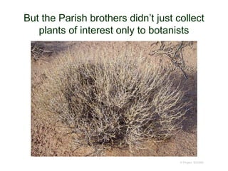 But the Parish brothers didn’t just collect
plants of interest only to botanists
© Project SOUND
 