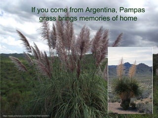© Project SOUND
If you come from Argentina, Pampas
grass brings memories of home
https://www.pinterest.com/pin/447826756672443901/
 