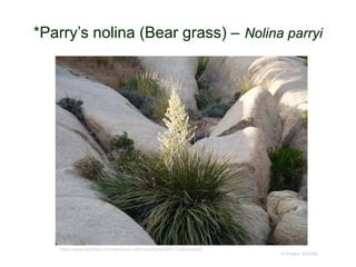 © Project SOUND
*Parry’s nolina (Bear grass) – Nolina parryi
https://www.laspilitas.com/nature-of-california/plants/3401--nolina-parryii
 