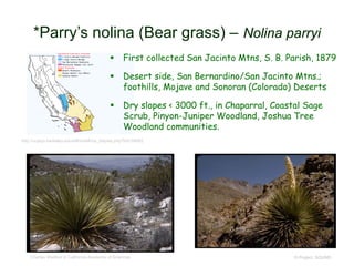 © Project SOUND
*Parry’s nolina (Bear grass) – Nolina parryi
http://ucjeps.berkeley.edu/eflora/eflora_display.php?tid=34682
Charles Webber © California Academy of Sciences
 First collected San Jacinto Mtns, S. B. Parish, 1879
 Desert side, San Bernardino/San Jacinto Mtns.;
foothills, Mojave and Sonoran (Colorado) Deserts
 Dry slopes < 3000 ft., in Chaparral, Coastal Sage
Scrub, Pinyon-Juniper Woodland, Joshua Tree
Woodland communities.
 
