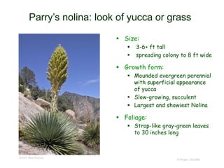 © Project SOUND
Parry’s nolina: look of yucca or grass
 Size:
 3-6+ ft tall
 spreading colony to 8 ft wide
 Growth form:
 Mounded evergreen perennial
with superficial appearance
of yucca
 Slow-growing, succulent
 Largest and showiest Nolina
 Foliage:
 Strap-like gray-green leaves
to 30 inches long
©2007 Neal Kramer
 