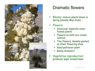 © Project SOUND
Dramatic flowers
 Blooms: mature plants bloom in
spring (usually May-June)
 Flowers:
 Dioecious: separate male/
female plants
 Flowers on both are cream-
colored
 Tiny flowers, densely packed
on stout flowering stem
 Good pollinator plant
 Really dramatic!
 Vegetative reproduction:
produces ‘pups’ around base
©2016 Aaron Schusteff
 