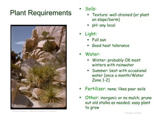 © Project SOUND
Plant Requirements
 Soils:
 Texture: well-drained (or plant
on slope/berm)
 pH: any local
 Light:
 Full sun
 Good heat tolerance
 Water:
 Winter: probably OK most
winters with rainwater
 Summer: best with occasional
water (once a month/Water
Zone 1-2)
 Fertilizer: none; likes poor soils
 Other: inorganic or no mulch; prune
out old stalks as needed; easy plant
to grow
Charles Webber © California Academy of Sciences
 