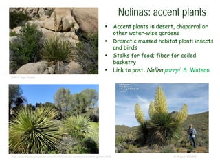 © Project SOUND
Nolinas: accent plants
 Accent plants in desert, chaparral or
other water-wise gardens
 Dramatic massed habitat plant: insects
and birds
 Stalks for food; fiber for coiled
basketry
 Link to past: Nolina parryi S. Watson
©2017 Jean Pawek
http://www.thedangergarden.com/2018/01/rancho-santa-ana-botanic-garden.html
 