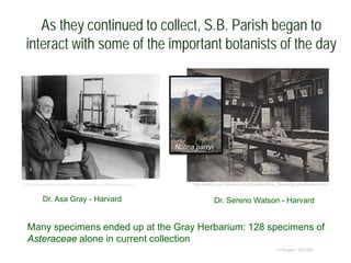 As they continued to collect, S.B. Parish began to
interact with some of the important botanists of the day
© Project SOUND
https://oneidacountyhistory.wordpress.com/tag/asa-gray/
Dr. Asa Gray - Harvard Dr. Sereno Watson - Harvard
http://botlib.huh.harvard.edu/libraries/Gray_Bicent/grayherbarium.htm
Many specimens ended up at the Gray Herbarium: 128 specimens of
Asteraceae alone in current collection
Nolina parryi
 
