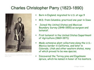 Charles Christopher Parry (1823-1890)
 Born in England; migrated to U.S. at age 9
 M.D. from Columbia; practiced one year in Iowa
 Joined the United States and Mexican
Boundary Survey (1848–1855) as surgeon and
botanist.
 First botanist in the United States Department
of Agriculture (1869-1871);
 Made extensive plant collections along the U.S.-
Mexico border in California, and later in
Colorado, Utah and other western states, many
of which proved to be new species.
 Discovered the Torrey pine and Engelmann
spruce, which he named in honor of his mentors.
© Project SOUND
https://en.wikisource.org/wiki/Author:Charles_Christ
opher_Parry
 