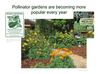 Pollinator gardens are becoming more
popular every year
© Project SOUND
https://www.pinterest.com/
pin/553590979165579722
/?lp=true
http://showcase830.rssing.com/chan-11676836/all_p9.html
 