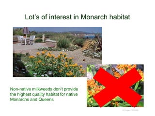 Lot’s of interest in Monarch habitat
© Project SOUND
http://uphamengineering.com/milkweed/
Non-native milkweeds don’t provide
the highest quality habitat for native
Monarchs and Queens
 
