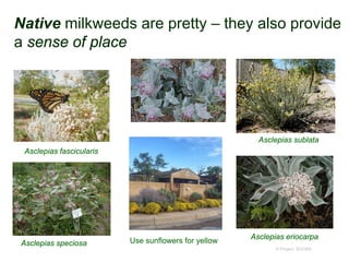 Native milkweeds are pretty – they also provide
a sense of place
© Project SOUND
Asclepias speciosa
Asclepias sublata
Asclepias eriocarpa
Use sunflowers for yellow
Asclepias fascicularis
 