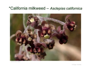 © Project SOUND
*California milkweed – Asclepias californica
©2005 Brent Miller
 