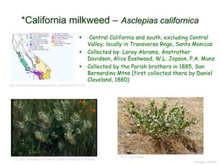  Central California and south, excluding Central
Valley; locally in Transverse Rnge, Santa Monicas
 Collected by: Leroy Abrams, Anstruther
Davidson, Alice Eastwood, W.L. Jepson, P.A. Munz
 Collected by the Parish brothers in 1885, San
Bernardino Mtns (first collected there by Daniel
Cleveland, 1880)
© Project SOUND
*California milkweed – Asclepias californica
http://ucjeps.berkeley.edu/eflora/eflora_display.php?tid=14357
J. E.(Jed) and Bonnie McClellan © California Academy of Sciences
©2011 Jean Pawek
 