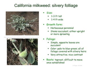 © Project SOUND
California milkweed: silvery folliage
 Size:
 1-3 ft tall
 1-4 ft wide
 Growth form:
 Herbaceous perennial
 Stems succulent; either upright
or more sprawling
 Foliage:
 Simple, opposite leaves are
succulent
 Color: pale to blue-green; all of
foliage covered with silvery hairs
 Very attractive; nice contrast
 Roots: taproot; difficult to move
once established
http://www.smmflowers.org/bloom/species/Asclepias_californica.htm
 