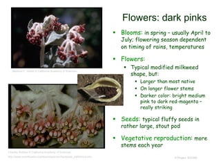 © Project SOUND
Flowers: dark pinks
 Blooms: in spring – usually April to
July; flowering season dependent
on timing of rains, temperatures
 Flowers:
 Typical modified milkweed
shape, but:
 Larger than most native
 On longer flower stems
 Darker color: bright medium
pink to dark red-magenta –
really striking
 Seeds: typical fluffy seeds in
rather large, stout pod
 Vegetative reproduction: more
stems each year
Beatrice F. Howitt © California Academy of Sciences
Charles Webber © California Academy of Sciences
http://www.smmflowers.org/bloom/species/Asclepias_californica.htm
 