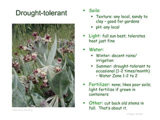 © Project SOUND
Drought-tolerant  Soils:
 Texture: any local, sandy to
clay – good for gardens
 pH: any local
 Light: full sun best; tolerates
heat just fine
 Water:
 Winter: decent rains/
irrigation
 Summer: drought-tolerant to
occasional (1-2 times/month)
– Water Zone 1-2 to 2
 Fertilizer: none; likes poor soils;
light fertilize if grown in
containers
 Other: cut back old stems in
fall. That’s about it.©2009 Barry Breckling
 
