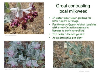 © Project SOUND
Great contrasting
local milkweed
 In water-wise flower gardens for
both flowers & foliage
 For Monarch/Queen habitat: combine
with other CA native species in
homage to early naturalists
 In a desert-themed garden
 As an attractive pot plant
©2011 Neal Kramer
©2015 Debra L. Cook http://socalbutterflies.com/plants_html/asclepias_californica.htm
 