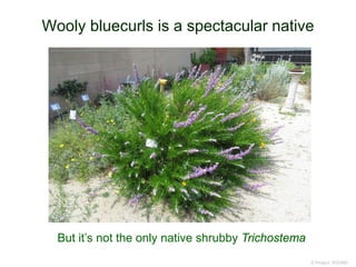 Wooly bluecurls is a spectacular native
© Project SOUND
But it’s not the only native shrubby Trichostema
 