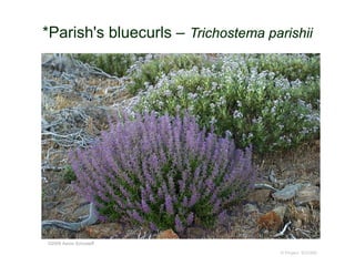 © Project SOUND
*Parish's bluecurls – Trichostema parishii
©2005 Aaron Schusteff
 