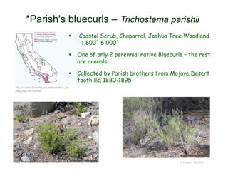 © Project SOUND
*Parish's bluecurls – Trichostema parishii
http://ucjeps.berkeley.edu/eflora/eflora_dis
play.php?tid=46996
 Coastal Scrub, Chaparral, Joshua Tree Woodland
- 1,800'-6,000'
 One of only 2 perennial native Bluecurls – the rest
are annuals
 Collected by Parish brothers from Mojave Desert
foothills, 1880-1895
 