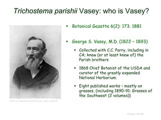 Trichostema parishii Vasey: who is Vasey?
 Botanical Gazette 6(2): 173. 1881
 George S. Vasey, M.D. (1822 – 1893)
 Collected with C.C. Parry, including in
CA; knew (or at least knew of) the
Parish brothers
 1868 Chief Botanist of the USDA and
curator of the greatly expanded
National Herbarium.
 Eight published works – mostly on
grasses, (including 1890-91: Grasses of
the Southwest (2 volumes))
© Project SOUND
https://en.wikipedia.org/wiki/George_Vasey_(botanist)
 