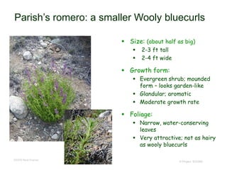 © Project SOUND
Parish’s romero: a smaller Wooly bluecurls
 Size: (about half as big)
 2-3 ft tall
 2-4 ft wide
 Growth form:
 Evergreen shrub; mounded
form – looks garden-like
 Glandular; aromatic
 Moderate growth rate
 Foliage:
 Narrow, water-conserving
leaves
 Very attractive; not as hairy
as wooly bluecurls
©2009 Neal Kramer
 