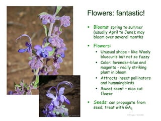 © Project SOUND
Flowers: fantastic!
 Blooms: spring to summer
(usually April to June); may
bloom over several months
 Flowers:
 Unusual shape – like Wooly
bluecurls but not so fuzzy
 Color: lavender-blue and
magenta - really striking
plant in bloom
 Attracts insect pollinators
and hummingbirds
 Sweet scent – nice cut
flower
 Seeds: can propagate from
seed; treat with GA3
 