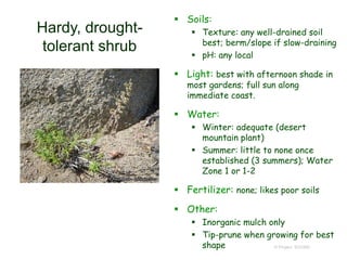 © Project SOUND
Hardy, drought-
tolerant shrub
 Soils:
 Texture: any well-drained soil
best; berm/slope if slow-draining
 pH: any local
 Light: best with afternoon shade in
most gardens; full sun along
immediate coast.
 Water:
 Winter: adequate (desert
mountain plant)
 Summer: little to none once
established (3 summers); Water
Zone 1 or 1-2
 Fertilizer: none; likes poor soils
 Other:
 Inorganic mulch only
 Tip-prune when growing for best
shape
 