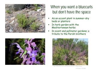 © Project SOUND
When you want a bluecurls
but don’t have the space
 As an accent plant in summer-dry
beds or planters
 In herb garden with the
Mediterranean herbs
 In scent and pollinator gardens; a
tribute to the Parish brothers
http://www.flickriver.com/photos/aking1/17060276929/
 