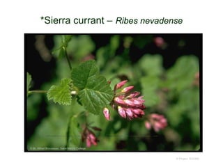 © Project SOUND
*Sierra currant – Ribes nevadense
© Br. Alfred Brousseau, Saint Mary's College
 