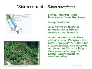  Sierras, Transverse Ranges,
Peninsular and Desert Mtn. Ranges
 Locally: San Gabriels
 Leroy Abrams and the Parish
brothers collected from San
Gabriels and San Bernadinos
 Lots of taxonomic debate: Ribes
ascendens Eastw.; Ribes glaucescens
Eastw.; Ribes grantii A. Heller; Ribes
hittellianum Eastw.; Ribes nevadense
var. glaucescens (Eastw.) A. Berger;
Ribes nevadense var. jaegeri A.
Berger; Ribes nevadense var.
nevadense Kellogg ;
© Project SOUND
*Sierra currant – Ribes nevadense
http://ucjeps.berkeley.edu/eflora/eflora_display.php?tid=41432
© Br. Alfred Brousseau, Saint Mary's College
 