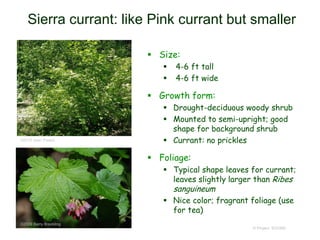 © Project SOUND
Sierra currant: like Pink currant but smaller
 Size:
 4-6 ft tall
 4-6 ft wide
 Growth form:
 Drought-deciduous woody shrub
 Mounted to semi-upright; good
shape for background shrub
 Currant: no prickles
 Foliage:
 Typical shape leaves for currant;
leaves slightly larger than Ribes
sanguineum
 Nice color; fragrant foliage (use
for tea)
©2009 Barry Breckling
©2010 Jean Pawek
 