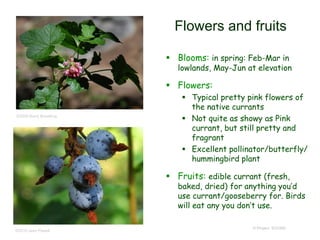 © Project SOUND
Flowers and fruits
 Blooms: in spring: Feb-Mar in
lowlands, May-Jun at elevation
 Flowers:
 Typical pretty pink flowers of
the native currants
 Not quite as showy as Pink
currant, but still pretty and
fragrant
 Excellent pollinator/butterfly/
hummingbird plant
 Fruits: edible currant (fresh,
baked, dried) for anything you’d
use currant/gooseberry for. Birds
will eat any you don’t use.
©2009 Barry Breckling
©2010 Jean Pawek
 