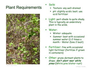 © Project SOUND
Plant Requirements
 Soils:
 Texture: any well-drained
 pH: slightly acidic best; use
acid fertilizer
 Light: part-shade to quite shady.
This is typically an understory
plant in the wilds.
 Water:
 Winter: adequate
 Summer: best with occasional
summer water (1-2 times a
month – Water Zone 2 best)
 Fertilizer: fine with occasional
light fertilizer (fertilize if grown
in containers)
 Other: prune dormant plants to
shape; don’t plant near white
pines (White pine blister rust)
©2016 Jean Pawek
 