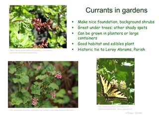 © Project SOUND
Currants in gardens
 Make nice foundation, background shrubs
 Great under trees; other shady spots
 Can be grown in planters or large
containers
 Good habitat and edibles plant
 Historic tie to Leroy Abrams, Parish
http://www.laspilitas.com/nature-of-
california/plants/582--ribes-nevadense
https://www.sevenoaksnativenursery.com/native-
plants/shrubs/ribes-nevadense/
http://truckeeriverguide.org/exploring-truckee-river-trails-farad-to-floriston/
 