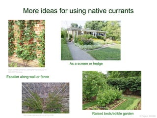 More ideas for using native currants
© Project SOUND
https://www.pinterest.com/pin/102316222757
062322/?lp=true
Espalier along wall or fence
As a screen or hedge
Raised beds/edible gardenhttp://www.realmensow.co.uk/?p=3168
 