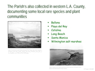 The Parish’s also collected in western L.A. County,
documenting some local rare species and plant
communities
© Project SOUND
https://www.kcet.org/shows/lost-la/the-demise-of-dead-mans-
island-lost-landmark-of-las-harbor
 Ballona
 Playa del Rey
 Catalina
 Long Beach
 Santa Monica
 Wilmington salt marshes
https://commons.wikimedia.org/wiki/File:Playa_del_Rey_lagoon_
showing_Del_Rey_Hotel,_Playa_Del_Rey_Pavilion_and_pier,_L
os_Angeles,_ca.1908_(CHS-5380).jpg
 