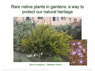 Rare native plants in gardens: a way to
protect our natural heritage
© Project SOUND
Nevin’s barberry – Berberis nevinii
https://camissonia.blogspot.com/2010/05/treks-on-santa-rosa-plateau-vernal-pool.html
 