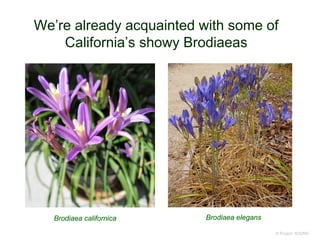We’re already acquainted with some of
California’s showy Brodiaeas
© Project SOUND
Brodiaea californica Brodiaea elegans
 