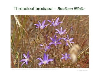 © Project SOUND
Threadleaf brodiaea – Brodiaea filifolia
https://camissonia.blogspot.com/2010/05/treks-on-santa-rosa-plateau-vernal-pool.html
 