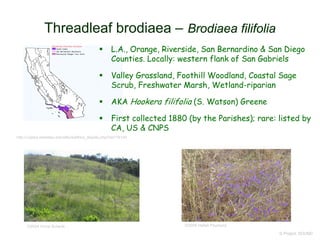 © Project SOUND
Threadleaf brodiaea – Brodiaea filifolia
http://ucjeps.berkeley.edu/eflora/eflora_display.php?tid=16144
©2008 Halleh Paymard©2004 Vince Scheidt
 L.A., Orange, Riverside, San Bernardino & San Diego
Counties. Locally: western flank of San Gabriels
 Valley Grassland, Foothill Woodland, Coastal Sage
Scrub, Freshwater Marsh, Wetland-riparian
 AKA Hookera filifolia (S. Watson) Greene
 First collected 1880 (by the Parishes); rare: listed by
CA, US & CNPS
 