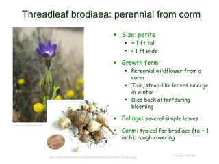 © Project SOUND
Threadleaf brodiaea: perennial from corm
Image by Jordan Zylstra
http://www.theodorepayne.org/mediawiki/images/Brodiaea_filifolia_b.jpg
 Size: petite
 ~ 1 ft tall
 < 1 ft wide
 Growth form:
 Perennial wildflower from a
corm
 Thin, strap-like leaves emerge
in winter
 Dies back after/during
blooming
 Foliage: several simple leaves
 Corm: typical for brodiaea (to ~ 1
inch); rough covering
 