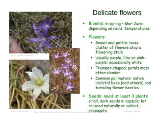 © Project SOUND
Delicate flowers
 Blooms: in spring – Mar-June
depending on rains, temperatures
 Flowers:
 Sweet and petite; loose
cluster of flowers atop a
flowering stalk
 Usually purple, lilac or pink-
purple; occasionally white
 Trumpet-shaped; petals most
often slender
 Common pollinators: native
Halictid bees (and others) and
tumbling flower beetles
 Seeds: need at least 3 plants
small, dark seeds in capsule; let
re-seed naturally or collect,
propagate
©2001 Salvatore Zimmitti
©2003 Vince Scheidt
https://camissonia.blogspot.com/2010/05/treks-on-santa-rosa-plateau-vernal-pool.html
 