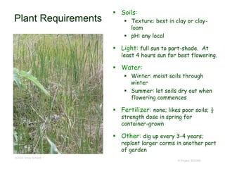 © Project SOUND
Plant Requirements
 Soils:
 Texture: best in clay or clay-
loam
 pH: any local
 Light: full sun to part-shade. At
least 4 hours sun for best flowering.
 Water:
 Winter: moist soils through
winter
 Summer: let soils dry out when
flowering commences
 Fertilizer: none; likes poor soils; ½
strength dose in spring for
container-grown
 Other: dig up every 3-4 years;
replant larger corms in another part
of garden
©2004 Vince Scheidt
 